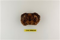 藏品(廣闊疣扇蟹)的圖片